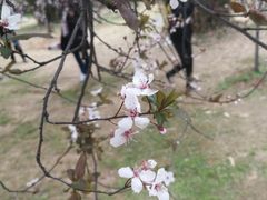 -武汉大学-樱园