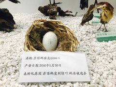 -盐城丹顶鹤湿地生态旅游区