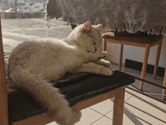-平行世界·猫咖(首经贸店)