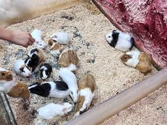 -上海大自然野生昆虫馆