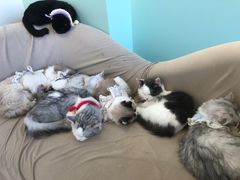 -怪兽屋·羊驼·猫咖·狗咖(俊华广场店)