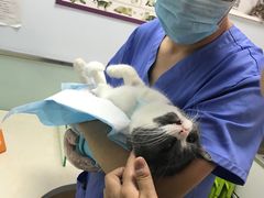 -纳吉亚猫专科动物医院博雅分院