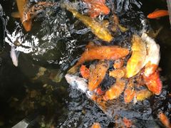 -上海大自然野生昆虫馆(东方明珠·爬宠昆虫探索中心)