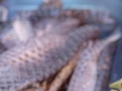 鱼皮-跃进雪糕(跃进路店)