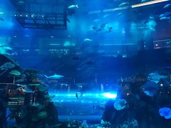 -迪拜水族馆及水下动物园