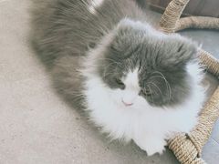 -飞行喵MR PILOT|猫舍·猫咖(静安大融城店)