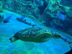 -芜湖新华联大白鲸海洋公园