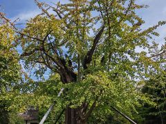 -上海佘山国家森林公园天马山园