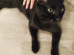 -浣熊柯尔鸭土拨鼠·电玩咖