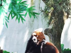 -西霞口神雕山野生动物世界