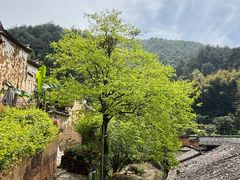 -杨家堂村