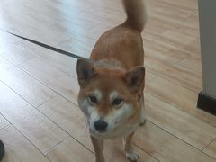 -瑞派·关忠动物医院猫科外科·异宠·24小时转诊中心(祥云店)