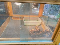-上海大自然野生昆虫馆(东方明珠·爬宠昆虫探索中心)