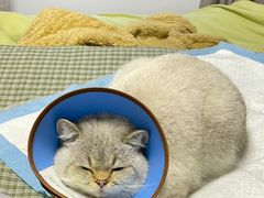 -可蒙动物医院·猫科·骨科中心(首义路店)