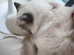 -怪兽屋·羊驼·猫咖·狗咖(俊华广场店)