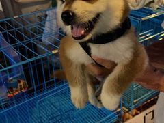 -清平路水族市场