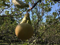 -福建鲤鱼洲酒店