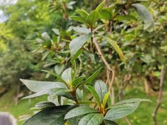 -全国青少年井冈山革命传统教育基地