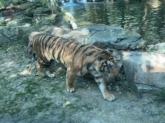 -北京野生动物园