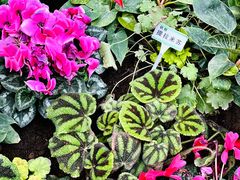 -石家庄市植物园