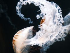 -鹿儿岛水族馆