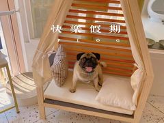 -萌宠之家·腊肠犬·马尔泰·小体犬舍