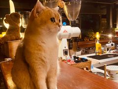 -咖法森林·咖啡  酒吧(天河店)