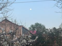 -白鹿原樱桃园