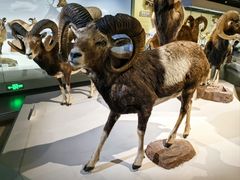 -陕西自然博物馆