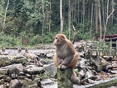 -姑婆山旅游区