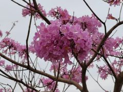 -天适樱花悠乐园