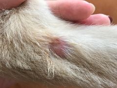 -西安京西宠物医院·瘫痪·疑难杂症