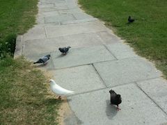 -普陀山风景名胜区-千步大沙