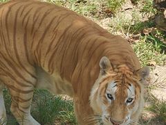 -西霞口神雕山野生动物世界