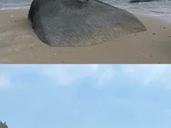 -东郊椰林