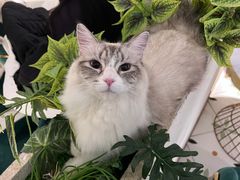 -喵喵咪呀布偶猫咖(春熙路店)