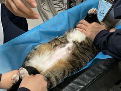 -喜多萌中农锦绣动物医院24H·猫科·牙科MRI·CT
