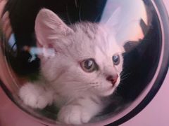 -东莞宠友24H宠物中心医院·转诊夜诊·异宠(新河北路院)