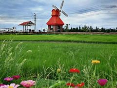 -杭州湾海上花田景区