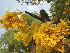 -横店影视城梦幻谷园区