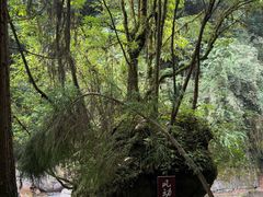 -西岭雪山大飞水景区