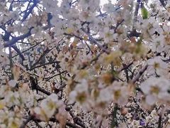 -广州市流溪河国家森林公园