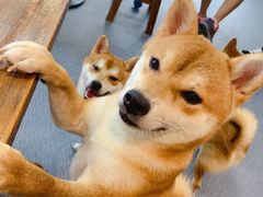 -柴源莊·柴小宠柴犬咖啡