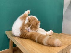 -飞行喵MR PILOT|猫舍·猫咖(静安大融城店)