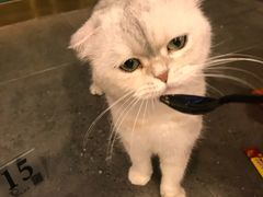 -飞行喵MR PILOT|猫舍·猫咖(静安大融城店)