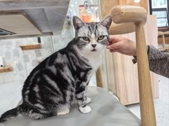 -喵园·猫主题咖啡厅·撸猫·猫咖(国贸店)