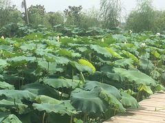 -同銮特种养殖场·龙虾垂钓