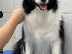 -芭比堂动物医院·24小时·眼科中心(深圳中心)