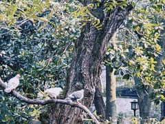 -西园戒幢律寺