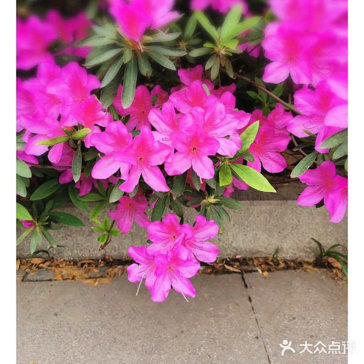 金陵花事||大行宫市民广场.杜鹃花